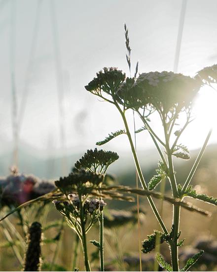 elements-nature-pfitsch-valley-6