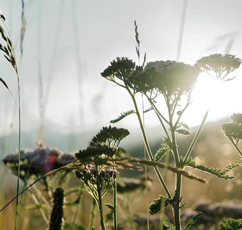elements-nature-pfitsch-valley-6