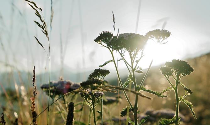 elements-nature-pfitsch-valley-6