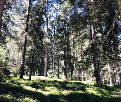 waldbaden-2